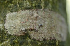 Arthonia cinnabarina