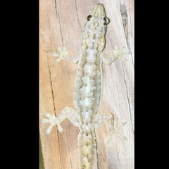 Hemidactylus garnotii