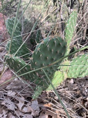 Opuntia cymochila