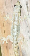 Hemidactylus garnotii