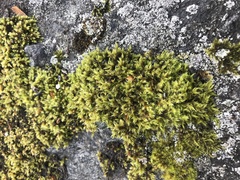 Racomitrium