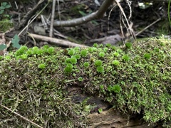 Rhodobryum