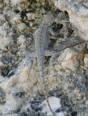 Sceloporus merriami
