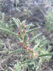 Sphaeralcea angustifolia