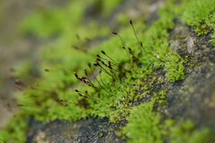 Tortula muralis muralis