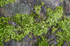 Tortula muralis muralis