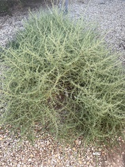 Amaranthus albus