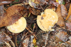 Russula ochroleuca