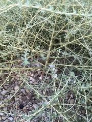 Amaranthus albus