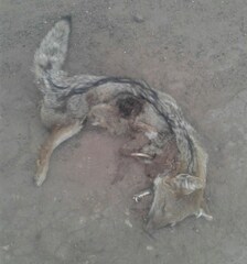 Lycalopex gymnocercus