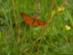 Idaea flaveolaria
