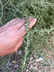 Amaranthus albus