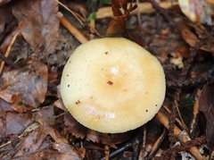 Russula ochroleuca