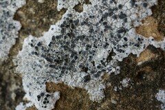 Diplotomma alboatrum