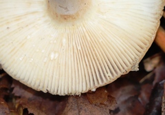 Russula ochroleuca