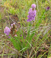 Selago villicaulis