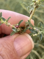 Amaranthus albus