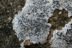 Diplotomma alboatrum