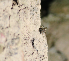 Pseudeuophrys erratica