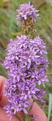Selago villicaulis