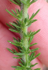 Selago villicaulis