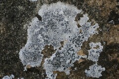 Diplotomma alboatrum