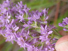 Selago villicaulis