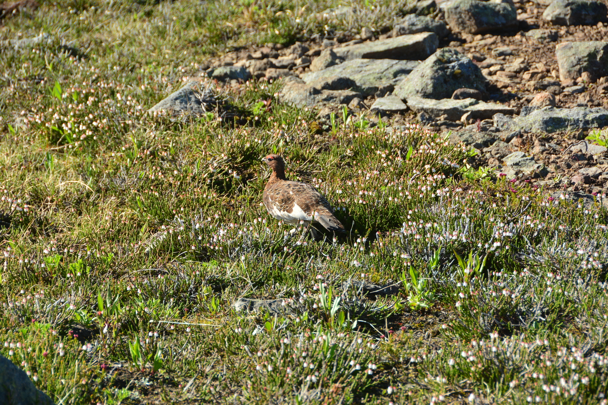 Willow Ptarmigan