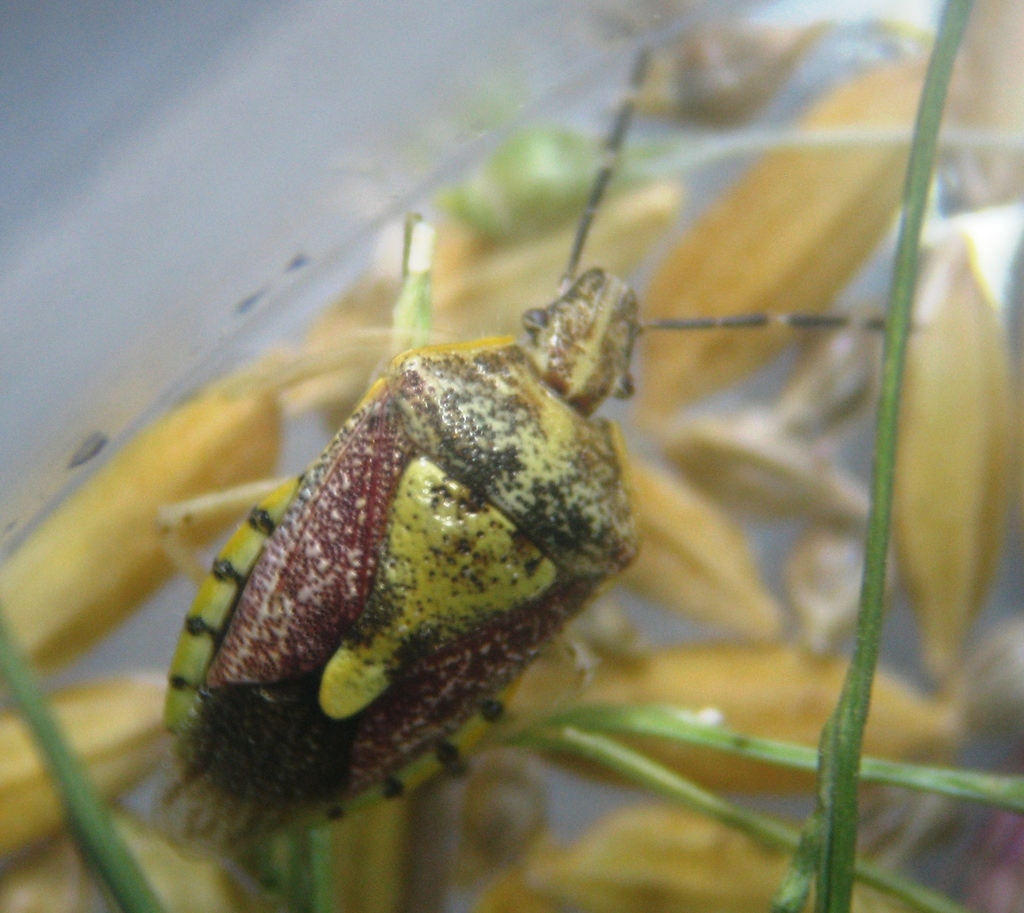 Dolycoris indicus