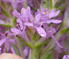 Selago villicaulis