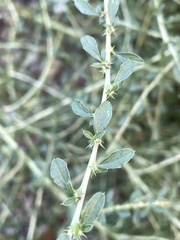 Amaranthus albus