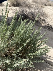 Neokochia americana