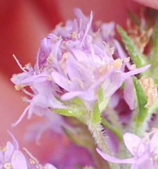 Selago villicaulis