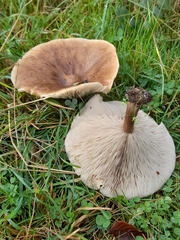 Melanoleuca grammopodia