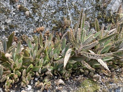 Kalanchoe