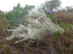 Eriocephalus racemosus racemosus