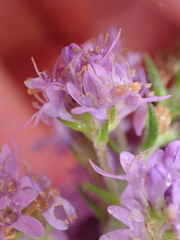 Selago villicaulis