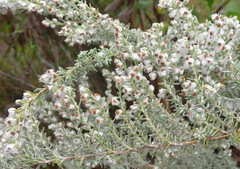 Eriocephalus racemosus racemosus