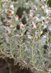 Eriocephalus racemosus racemosus