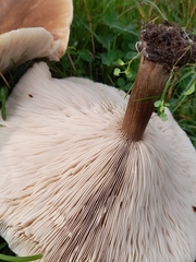 Melanoleuca grammopodia