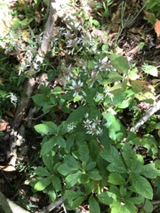 Sericocarpus asteroides
