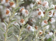Eriocephalus racemosus racemosus