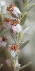 Eriocephalus racemosus racemosus