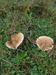 Melanoleuca grammopodia