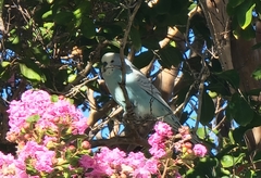 Melopsittacus undulatus domesticus