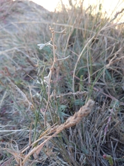 Atriplex pedunculata