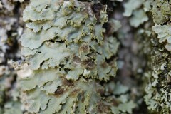 Lichenochora weillii