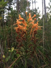 Platanthera ciliaris