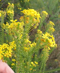Euryops virgineus
