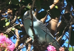 Melopsittacus undulatus domesticus